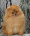 Померанский шпиц превью 1027525.