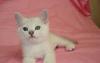 Британские короткошерстные котята превью 1027608.