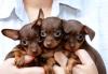 Щенки русского той-терьера превью 1028098.