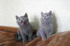 Продаются чистокровные британские котята превью 1028212.