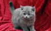 Голубые шотландские котята превью 1028665.