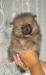 Превью Шпицы померанские щенки супер дети Москва - 2