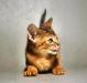 Абиссинский котик недорого превью 1028854.