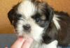 Ши-тцу от  импорт. производителя превью 1029939.
