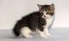 Шотландская кошечка (4 месяца) превью 1201344.