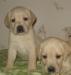 Щенки лабрадора превью 1201723.