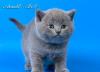 Британский голубой плюшевый котенок превью 1201911.