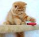 Превью Персидские котята-рыжики-ваш шанс на счастье Москва - 1