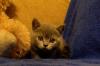 Продается британские чудо котенок превью 1202637.