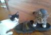 Отдаю котят в дар превью 1202998.