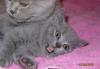 Британские короткошёрстные котята превью 1200397.