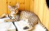 Бенгальские котята  летние цены  Питомник превью 1203040.
