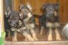 Щенки немецкой овчарки превью 1203388.