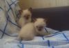 Тайские котята недорого превью 1203607.