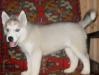 Продам 2х щенков сибирской хаски,недорого превью 1203748.