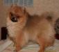 Идеальный Померанский Шпиц превью 1204123.
