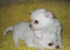 Чихуахуа беленькие щенки превью 1204720.