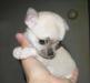 Чихуахуа супер-мини девочка превью 1204833.