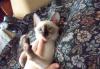 Превью Сиамский котенок, 3 мес Санкт-Петербург - 2