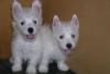 Вест хайленд уайт терьер щенки превью 1204927.