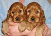 Щенки английского кокер спаниеля превью 1200585.