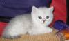 Британские, Шотландские  зеленоглазые шиншиллы превью 1205948.
