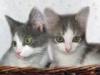 В дар котята, 2 мес., мальчик и девочка превью 1206028.