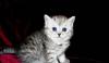 Вислоухие  скоттиш-фолды и страйты серебро и др превью 1206831.