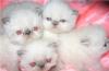 Персидские  и Экзотические  котята     превью 1206856.