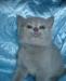 Котенок шотландский страйт,окрас голубой.недорого превью 1206985.