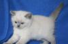 Британские голубоглазые котята превью 1207621.