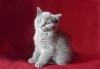 Породистые котята превью 1207981.