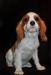 Кавалер Кинг Чарльз Спаниель щенки с докумен превью 1200848.