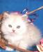 Продаётся персидский котёнок превью 1208535.
