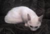 Отдам кошку превью 1209577.