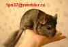 Превью Шиншилла, шиншила, шиншиллы Мытищи - 1