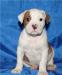 Американский бульдог-отличные щеночки превью 1211749.