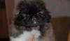 Щенки пекинеса превью 1211760.
