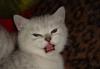 Превью Британские котята-летние цены Москва - 3