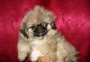 Щенки пекинеса превью 1212704.