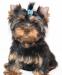 Йоркширский терьер щенки мини и стандарт(3,5месяца превью 1213676.
