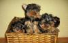 Карманные щенки Йоркширского терьера превью 1214168.