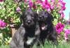 Щенки ИРЛАНДСКОГО  ВОЛКОДАВА превью 1215026.