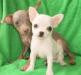 Чихуа девочка мини превью 1215178.
