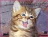 Британские котята  котики  Браун тебби (Вискас) превью 1215727.