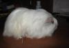 Превью Шелти,самец Москва - 1