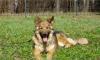 Найда - метис овчарки в добрые руки превью 1216102.