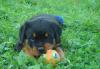 Щенки Ротвейлера превью 1216399.