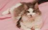 Очаровательная Эвелина-нежная мурчалка (3 г.) превью 1216575.