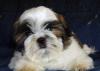Щенки ши-тцу превью 1216584.